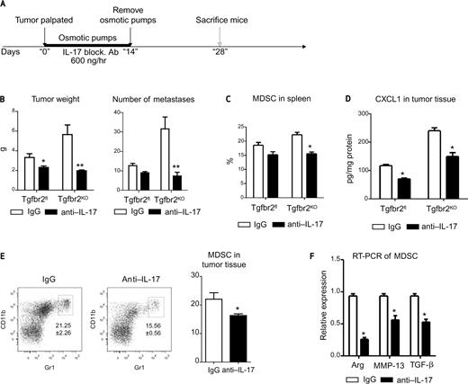 Figure 4. In vivo inhibition of IL-17 abrogates tumor-promoting effect of myeloid cells. A, scheme of treatment with IL-17 blocking Ab. B, weight of total tumor tissue isolated from all 10 mammary glands of mice (left) and number of metastases in lung counted by whole mounted staining (right). C, quantitative data for the presence of CD11b+Gr1+ (MDSC) cells in spleen of PyMT/Tgfbr2fl and PyMT/Tgfbr2KO mice with IgG and anti–IL-17 Ab treatment. D, CXCL1 in tumor tissue lysates was measured by ELISA (R&D Systems) and then recalculated on 1 mg of protein. E, representative FACS plots and quantitative data of percentage CD11b+Gr1+ cells in tumor tissue of PyMT/Tgfbr2KO mice with IgG and anti–IL-17 treatment. F, MDSCs were sorted from tumor tissue on day 28 from PyMT/Tgfbr2KO mice with treatment of IgG and anti–IL-17 Ab. After sorting, total RNA was isolated and used for qRT-PCR. *P < 0.05; **P < 0.01. Data correspond to the mean ± SEM of 5 individual mice from 2 experiments.
