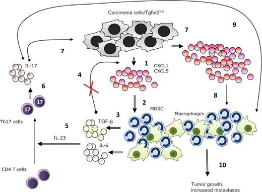 Figure 6. Schematic summarizing data and working hypotheses. The following numbers refer to the numbers in the schematic. 1, PyMT/Tgfbr2KO carcinomas secrete abundant CXCL1/5 because of a lack of TGF-β suppression of chemokine expression. 2, the chemokines recruit TAMs and MDSCs to the tumor microenvironment. 3, TAMs and MDSCs secrete TGF-β and IL-6. 4, TGF-β would suppress expression of CXCL1/5 in TGF-β–responsive cells but cannot in this model because of the lack of TβRII. 5, together with TGF-β and IL-6, IL-23 stimulates naïve CD4 T cells to differentiate into Th17 cells. 6, Th17 cells secrete IL-17. 7, IL-17 stimulates increased secretion of CXCL1/5 by the carcinoma cells. 8, the increase in chemokine expression results in the recruitment of even more TAMs and MDSCs. 9, IL-17 causes MDSCs to be even more immunosuppressive. 10, the net result is enhanced tumor growth and metastases.