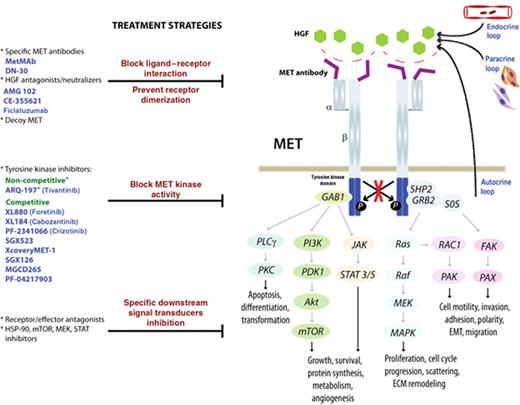 Figure 1. The MET/HGF signaling pathway and its therapeutic inhibition.