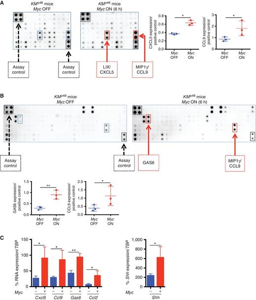 Figure 3. Myc activation in PanIN epithelium of KMp48 mice rapidly induces specific signaling molecules. A and B, Representative dot blots of whole pancreas protein lysates from 12-week-old KMp48 mice treated for 6 hours with oil (Myc OFF, left) or tamoxifen (Myc ON, right) probed with 40 inflammation-associated target arrays (A) and 97 cytokine target arrays (B). Corresponding quantitation of fold change in CXCL5, CCL9, and GAS6 signals derived from protein arrays. Each data point is generated from a pancreas extract from an individual mouse. n = 3 for each cohort. Ratio paired t test is used to analyze the data. *, P < 0.05; **, P < 0.01. C, qRT-PCR analysis of Cxcl5, Ccl9, Gas6, and Shh mRNA isolated from 12-week-old KMp48 pancreata treated for 6 hours with either oil (Myc OFF, blue bars) or tamoxifen (Myc ON, red bars). TBP was used as the internal amplification control. The unpaired t test with was used to analyze TaqMan expression data. n = 3 for each cohort. The mean ± SD is shown. *, P < 0.05; **, P < 0.01.
