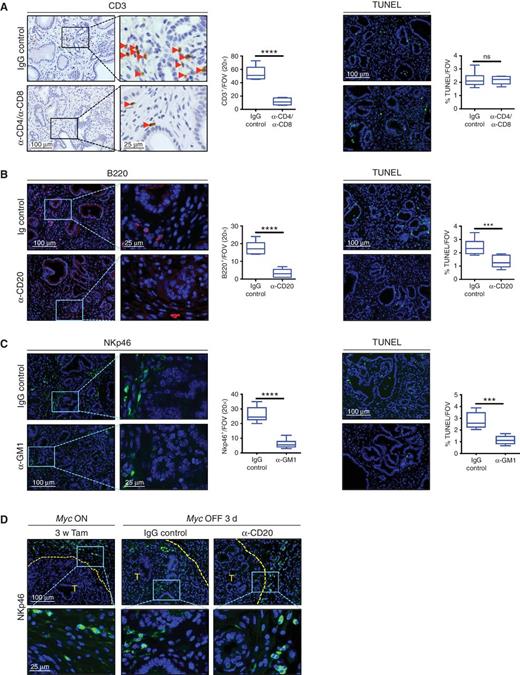 Figure 7. Depletion of CD20+ B cells or NKp46+ cells, but not CD4+ and CD8+ T cells, significantly retards Myc deactivation–induced tumor cell death in KMp48 PDAC. A, T cells. Tamoxifen was administered to 12-week-old KMp48 mice (Myc ON) for 3 weeks to induce pancreatic tumors. Starting 4 days prior to tamoxifen withdrawal (Myc OFF), mice were injected every other day (injections at −4, −2, 0, +2 days relative to tamoxifen withdrawal at day 0) with either IgG control or with neutralizing antibody against CD8 and twice four days apart (−4 and 0 days) with neutralizing antibody against CD4. Mice were euthanized three days after Myc deactivation (+3 days). Sections of treated pancreata were stained for T cells (CD3 IHC, left and middle) and cell death (TUNEL IF). Boxed regions shown at higher magnification (right), and red arrows indicate CD3+ cells. Scale bars apply across each column. Respective quantification is presented to the right of the relevant micrographs. n = 4 per group. B, B cells. Tamoxifen was administered to 12-week-old KMp48 mice (Myc ON) for 3 weeks to induce pancreatic tumors. Two days before cessation of tamoxifen diet (−2 days), mice were injected with either IgG control or a B lymphocyte–specific neutralizing antibody against CD20. Mice were then euthanized three days after Myc deactivation (+3 days). Sections of treated pancreata were then stained for B cells (B220 IF, left and middle) and apoptosis (TUNEL IF). Scale bars apply across each column. Insets show higher magnification. Respective quantification is presented to the right of the relevant micrographs. n = 6 per group. C, NK cells. Tamoxifen was administered to 12-week-old KMp48 mice (Myc ON) for 3 weeks to induce pancreatic tumors. Starting 4 days prior to withdrawal of tamoxifen, mice were then injected every other day (at −4, −2, 0, +2 days) with either IgG control or α-asialo-GM1 blocking antibody and euthanized 3 days after Myc deactivation (+3 days). Sections of pancreata from treated mice were stained for NK and NK-like cells (anti-NKp46+ IF, left and middle) and cell death (TUNEL IF, right). Scale bars apply across each column. Insets show higher magnification. Respective quantification is presented to the right of the relevant micrographs. n = 6 per group. D, Systemic B-cell ablation blocks NK-cell influx: representative NKp46 IF staining of sections from pancreata from KMp48 mice before Myc deactivation (left), IgG control–treated 3 days after Myc deactivation (middle), and α-CD20-B-cell–ablated mice 3 days after Myc deactivation (right), as described in B above. Regions identified in insets (top row) are shown at higher magnification below. Scale bars apply across each row. T, tumor; broken yellow lines delineate tumor borders. ***, P < 0.001; ****, P < 0.0001; ns, nonsignificant. Data were analyzed using unpaired Student t test. FOV, field of view.