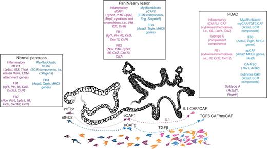 Figure 2. An overview of PDAC CAF subtypes identified from transcriptional profiling, including overlap of key markers for each population. In normal pancreas tissue, early or PanIN lesions, and PDAC, fibroblast transcriptional programs generally fall into two categories: inflammatory signatures including cytokines and other immune modulatory molecules (indicated in shades of pink), and myofibroblastic signatures including classic markers of activated fibroblasts (Acta2 and Tagln), ECM components and remodeling factors, and, in some myofibroblastic subpopulations, genes encoding the MHC II complex (indicated in shades of blue). Single-cell RNA sequencing has identified two (ntFib1 and ntFib2; ref. 46) or three (FB1, FB2, and FB3; ref. 44) fibroblast populations in normal pancreas, and computational modeling suggests that these tissue-resident fibroblast populations likely give rise to CAFs (46). On the basis of transcriptional similarities, it seems that these fibroblasts in normal pancreas tissue give rise to inflammatory (eCAF1 in ref. 46 and FB1/FB2 in ref. 44) or myofibroblastic (eCAF2 in ref. 46 and FB3 in ref. 44) fibroblasts in early lesions (per analysis in ref. 46 and indicated by the dashed arrows). Depending on analysis method, model used, and perhaps other factors, 2 to 4 CAF populations are found in established PDAC, although boundaries seem nondiscrete (e.g., subtype A in ref. 45) and subpopulations exist within these CAF designations. An inflammatory population of CAFs (FB1 in ref. 44, IL1 CAFs in ref. 46, iCAF in ref. 26, and subtype C in ref. 45) seems to arise from tissue-resident inflammatory fibroblasts (46) as a result of IL1 signaling (46, 47). Myofibroblastic CAFs (FB3 in ref. 44, TGFβ CAFs in ref. 46, myCAF in ref. 26, subtypes B and D in ref. 45, and subpopulations of myofibroblastic CAFs including apCAFs in ref. 25 and cancer-associated mesenchymal stem cells or CA-MSC in refs. 55, 56) seem to arise from tissue-resident myofibroblastic cells (46) as a result of TGFβ signaling (46, 47). Additional populations not fitted to these categories may also be present in some PDAC cases perhaps dependent on genotype or stage, indicated here in orange. Key genes expressed by these defined fibroblast or CAF subtypes are listed.