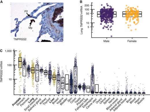 Figure 1. TMPRSS2 mRNA and TMPRSS2 protein expression in humans. A, TMPRSS2 lung expression is localized to type 2 alveolar cells (P2), alveolar macrophages (Mp) and bronchial epithelial cells (Br). B, TMPRSS2 expression in lung tissue is similar in men and women. C, TMPRSS2 is expressed in several human tissues. Levels in prostate, lung, and liver are highlighted. A is from ref. 12, reused under the CC-BY license. Data for B and C are from the Genotype-Tissue Expression (GTEx) project, version 8, showing log10 of RNA transcripts per million (TPM) + 1; boxes span interquartile ranges, thick lines indicate medians.