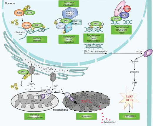 Figure 1. BAP1 nuclear and cytoplasmic physiologic activities. BAP1 nuclear activities (top). BAP1 stabilizes and recruits INO80 to replication forks, via the interaction with H2A-Ub, for efficient replication fork progression and DNA replication, thereby ensuring genome stability (21, 22). Nuclear BAP1 regulates gene expression through effects on a number of epigenetic modifications and interaction with transcription factors. The interaction of BAP1–ASXL1 with HCF1–FOXK1 allows deubiquitylation and thereby stabilization of OGT, HCF1, and potentially other unknown targets to regulate transcription. The BAP1–ASXL1–HCF1–OGT complex localizes on numerous gene-regulatory elements, possibly through factors such as FOXK1, and functions as either a gene-specific activator or repressor complex on distinct genes (23–30). BAP1 suppresses tumor development by repressing SLC7A11 expression through regulation of H2A-Ub levels on the SLC7A11 promoter and inducing ferroptosis. SLC7A11 imports extracellular cystine, which is subsequently converted to cysteine in cells; cysteine is a rate-limiting precursor for glutathione (GSH) biosynthesis; GSH is used as a cofactor by glutathione peroxidase 4 to reduce lipid reactive oxygen species (ROS) to lipid alcohols; overproduction of lipid ROS in cells results in ferroptosis (34). By binding BARD1 (2), BAP1 participates in the double-strand DNA break repair process (31, 32). This RAD51-dependent DNA repair pathway is highly regulated and includes many proteins that, in addition to BARD1, may also be substrates for BAP1-mediated ubiquitin hydrolysis. Exposure to DNA-damaging agents, such as asbestos, UV light, and ionizing radiation, induces DNA damage that is rapidly repaired with the help of nuclear BAP1. BAP1 cytoplasmic activities (bottom). The integrity of the IP3R3 ER channels requires the presence of normal amounts of BAP1 that remove ubiquitin from IP3R3. The balance between ubiquitylation mediated by FBXL2 (150) and deubiquitylation mediated by BAP1 (4) maintains a proper amount of IP3R3 required for Ca2+ transfer from the ER to the mitochondria. Mitochondria need Ca2+ for oxidative phosphorylation; however, higher than physiologic Ca2+ concentrations in the mitochondria cause apoptosis, a mechanism used to eliminate cells that accumulate extensive DNA damage that cannot be repaired. This mechanism prevents cells with DNA damage from propagating, thus preventing cancer development (4). MCU, mitochondrial calcium uniporter.