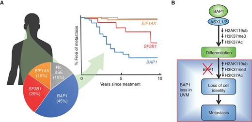 Figure 3. BAP1 mutations in uveal melanoma (UVM). A, Uveal melanomas arise in the iris, ciliary body, and choroid of the uveal tract of the eye. Their metastatic potential is determined by mutually exclusive “BSE” progression mutations in BAP1, SF3B1 (and rarely in other splicing factors), and EIF1AX. Inactivating mutations in BAP1, when coupled with the loss of the other copy of chromosome 3, result in high metastatic risk associated with the class 2 gene-expression profile. Hemizygous mutations in SF3B1 (or rarely in other splicing factors) retain the class 1 gene expression profile and are associated with intermediate metastatic risk. Hemizygous mutations in the translation initiation factor EIF1AX also retain the class 1 gene expression profile and are associated with low metastatic risk. Uveal melanomas without BSE mutations have a prognosis similar to those with EIF1AX mutations. This figure represents a synopsis of published data (68, 101, 178). B, Recent work indicates that BAP1 regulates the switch from progenitor to differentiated cell types in vertebrate development, not only through effects on H2A ubiquitination but perhaps more importantly by repressing HDACs and allowing acetylation of H3K27 to activate genes involved in differentiation in neural crest and other lineages. Loss of BAP1 abrogates this differentiation switch in development that parallels phenotypic and transcriptomic alterations observed in association with BAP1 mutation in uveal melanoma (114).