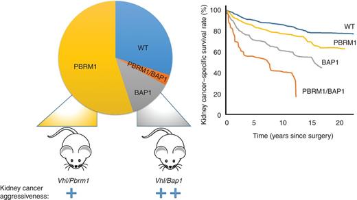 Figure 4. BAP1 and PBRM1 establish the foundation for a molecular genetic classification of renal cancer with prognostic implications. ccRCC can be classified into 4 subtypes according to BAP1 and PBRM1 status, and these subtypes are associated with differential kidney cancer–specific survival in patients (20, 98). Targeted disruption of Vhl and either Pbrm1 or Bap1 genes in the mouse kidney induces ccRCC of low and high grade, respectively, similar to human tumors (117). The pie chart shows the inactivation of PBRM1, as shown by loss of protein expression, in 55% of cases. By measuring protein expression, we are able to integrate both mutational and epigenetic mechanisms of gene inactivation.