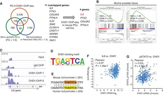 Figure 4. IL6 is a direct target gene of CHD1. A, Venn diagram of CHD1 directly regulated genes identified by ChIP-seq and differential expression genes in CHD1 depletion PC-3 or murine prostate tumors. The overlapping 11 genes are considered direct target genes of CHD1. B, GSEA of wild-type, Ptenpc−/− versus Pten/Chd1pc−/− prostate samples indicates the IL6–STAT3 pathway is regulated by the PTEN–CHD1 axis. C, ChIP-seq in Pten deletion prostate cancer (PCa) cells revealed binding peaks of CHD1 on the IL6 gene promoter region. CHD1-ChIP-1, CHD1 antibody from Cell Signaling Technology; CHD1-ChIP-2, CHD1 antibody from Bethyl. D and E, ChIP-seq analysis of top CHD1-binding motif (TGAG/CTCA), which is conserved in human and murine IL6 promoter. F and G, Correlation analysis of CHD1 expression and IL6 or phospho-STAT3 (pSTAT3) level in human prostate tumors (TCGA data).