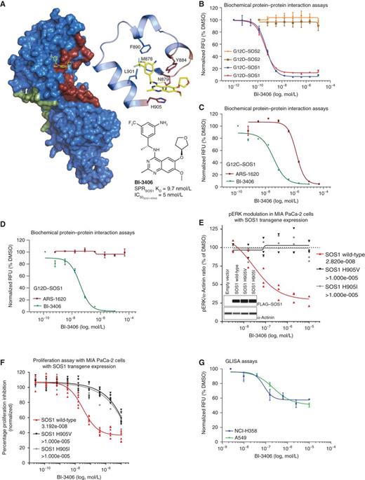 Figure 1. Discovery of BI-3406, a potent and selective SOS1–KRAS interaction inhibitor A, Cocrystal X-ray structure of BI-3406 bound to the catalytic pocket of SOS1 (ligand shown in yellow; SOS1 as surface representation). The previously described catalytic RAS interaction site (dark red; PDB: 1NVU) and the allosteric site (green) are highlighted. The enlarged area depicts the key interactions of BI-3406 and SOS1 within the binding site. Amino acids involved in the RAScat interaction are highlighted in dark red, indicating a clash of BI-3406 with RAScat. Structure and potency of BI-3406 are shown (bottom, right). B, Biochemical protein–protein interaction assays (AlphaScreen) between recombinant SOS1 or SOS2 and recombinant KRASG12C or KRASG12D, conducted under incubation with increasing concentrations of BI-3406 [dose–response curves as relative fluorescence units (RFU), means ± SEM, n = 2). C and D, Biochemical protein–protein interaction assays (AlphaScreen) between recombinant SOS1 and recombinant KRASG12C (C) or KRASG12D (D) carried out under increasing concentrations of BI-3406 or the covalent KRASG12C inhibitor ARS-1620 (n = 2, means ± SEM). Dose–response curves as in B. E, MIA PaCa-2 stably transduced with FLAG-tagged wild-type SOS1 or the indicated mutant SOS1 transgenes was exposed to different concentrations of BI-3406 for 2 hours. pERK levels were subsequently quantified in cell lysates by capillary immunodetection using α-actinin as a loading control and normalized to the levels measured in DMSO solvent–treated samples (n = 3 independent biological replicates). IC50 values (nmol/L) are shown in the legend. Inlay: lane view of FLAG–SOS1 transgene expression in comparison with α-actinin in stably transduced MIA PaCa-2 cells from a representative capillary immunodetection experiment. F, Cell proliferation assay using MIA PaCa-2 transgenic cell pools expressing the indicated FLAG–SOS1 transgenes (data points are derived from two independent biological replicates each containing three technical replicates). IC50 values (nmol/L) are shown in the legend. G, Dose-dependent, cellular effect of BI-3406 on RAS-GTP levels (n = 2, means ± SEM) in standard 2-D/10% serum conditions with increasing concentrations of BI-3406 for 2 hours. RAS-GTP levels were quantified relative to DMSO controls (RAS G-LISA).