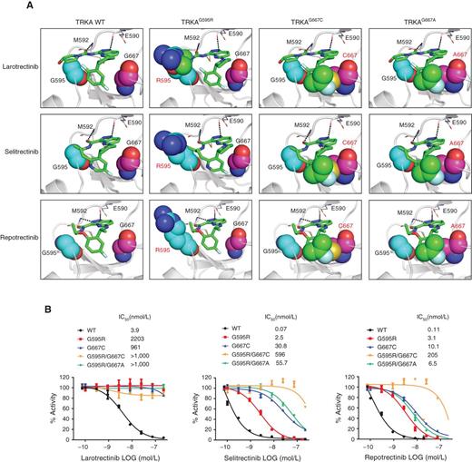 Figure 2. TRKAG667 substitutions generate steric hindrance that compromises selitrectinib and repotrectinib binding. A, Representative models from MD simulations showing larotrectinib, selitrectinib, and repotrectinib in complex with TRKA WT, TRKAG595R, TRKAG667C, and TRKAG667A mutants. Bound drugs (green sticks) and kinase residues 595 and 667 (colored spheres) are displayed. Chemical groups of larotrectinib, selitrectinib, and repotrectinib that clash with mutant TRKA kinases are depicted as spheres for visualization purposes. B, Radiometric in vitro kinase assays showing the kinase activity of TRKA WT, TRKAG595R, and TRKAG667C single mutants and TRKAG595R/G667C and TRKAG595R/G667A double mutants treated with increasing concentrations of larotrectinib, selitrectinib, or repotrectinib. Kinase activities are presented as percent (mean ± SD) considering activity of 100% in the untreated kinases set as controls. IC50 values were calculated for each drug against the different kinases. Drug concentrations are represented as base 10 logarithm (LOG) on the x axis. Experiments were run in duplicate.