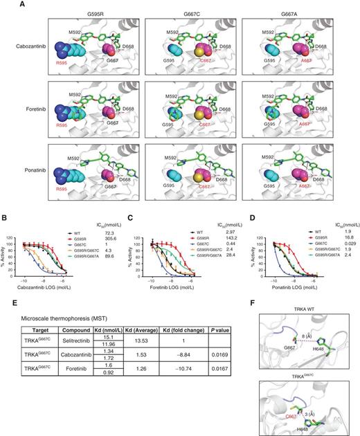 Figure 3. Type II TRK inhibitors preferentially bind to and inhibit the activity of TRKA xDFG mutants. A, Representative models of the most sampled conformations based on clustering the conformations generated during the MD simulations showing cabozantinib, foretinib, and ponatinib in complex with TRKAG595R, TRKAG667C, and TRKAG667A mutants; clustering was carried out using the K-clust algorithm based on the root-mean-square deviation (RMSD) of the protein structures, and only one major cluster (representing >90% of the conformations sampled) was seen for each complex. Bound drugs (green sticks) and kinase residues 595 and 667 (colored spheres) are displayed. B–D, Radiometric in vitro kinase assays showing the kinase activity of TRKA WT, TRKAG595R, and TRKAG667C single mutants and TRKAG595R/G667C and TRKAG595R/G667A double mutants treated with increasing concentrations of cabozantinib (B), foretinib (C), and ponatinib (D). Kinase activities are presented as percent (mean ± SD) considering activity of 100% in the untreated kinases set as controls. IC50 values were calculated for each drug against the different kinases. Drug concentrations are represented as base 10 logarithm (LOG) on the x axis. Experiments were run in duplicate. E, Determination of the binding affinity (Kd) of the type I inhibitor selitrectinib and type II inhibitors cabozantinib and foretinib for the TRKAG667C mutant kinase in MST assays. Kd fold changes are indicated (average Kd of selitrectinib was set as reference). Experiments were run in duplicate, and P values were calculated using Student t test. F, Representative models of the most sampled conformations based on clustering the conformations generated during the MD simulations showing the interactions between the Gly667/Cys667 and His648 in the inactive forms of TRKA WT (top) and TRKAG667C (bottom) kinases; clustering was carried out using the K-clust algorithm based on the RMSD of the protein structures, and only one major cluster (representing >90% of the conformations sampled) was seen for each complex. Kinases are shown in gray, the residues Gly/Cys667 and His648 are highlighted in green, and the interactions (hydrogen bonds) between residues are shown as magenta dashed lines.