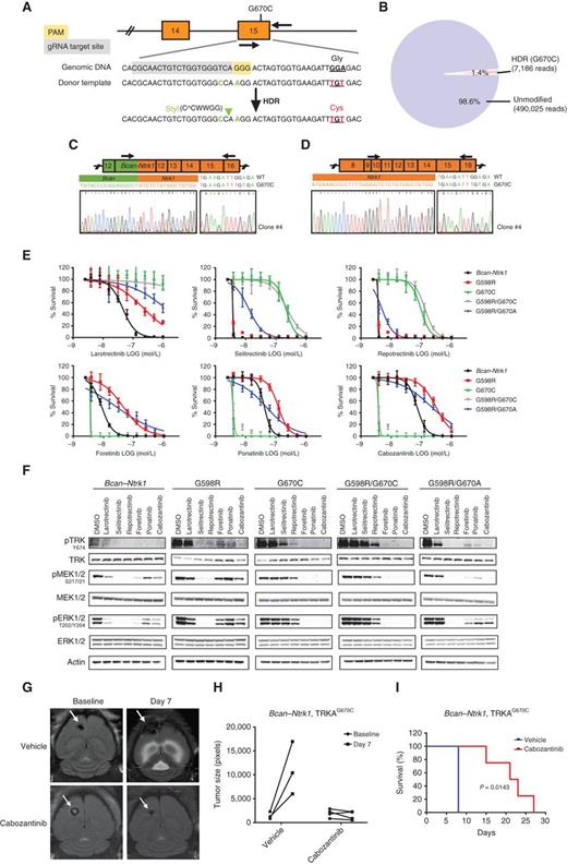 Figure 4. TRKAxDFG mutated Bcan–Ntrk1 mouse glioma cells respond to type II TRK inhibitors. A–D, Strategy for the generation of knock-in isogenic Bcan–Ntrk1 glioma cells harboring the TRKAG670C mutation. Sequences of genomic DNA (gRNA) and single-strand donor template are shown (A). Cys670 (TGT) substitution is indicated in red. Silent mutations (green) in the point accepted mutation (PAM, in yellow) and gRNA seed sequence creating a new restriction site (green arrow head) to facilitate clone selection are also shown. CRISPR/Cas9-induced HDR event counts for G670C mutation in a pooled cell population were determined after FACS by CRISPR sequencing (B). RT-PCR using primers (black arrows) designed to detect the Bcan–Ntrk1 fusion transcript (C) or nonfused WT NTRK1 transcript (D) was performed on total RNA. Sanger sequencing results of RT-PCR products are shown. E and F, CellTiter-Glo–based assays (E) and Western blot analyses (representative experiment of a total of three independent replicates; F) performed on the Bcan–Ntrk1 WT and mutant clones showing the effect of type I (i.e., larotrectinib, selitrectinib, and repotrectinib) and type II (i.e., cabozantinib, foretinib, and ponatinib) TRK inhibitors on cell proliferation and TRKA-mediated downstream signaling. Proliferation assays are plotted as percent survival normalized on control, untreated cells. Data of three independent experiments are plotted as mean ± SD (E). G, Representative MRI scans of orthotopic mouse gliomas at baseline or 7 days after daily treatment with vehicle (top) or cabozantinib (100 mg/kg; bottom). H, Quantification of tumor size in vehicle-treated control mice (n = 3) and in cabozantinib-treated mice (n = 4) at baseline and after 7 days of daily treatment. Volume was calculated using ImageJ (in pixels). Each mouse was independently plotted. I, Survival curves of vehicle and cabozantinib-treated mice. Mice received daily treatment until sacrifice. Mantel–Cox test was used to calculate significant differences between the two groups. P < 0.05 was considered statistically significant.