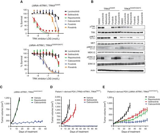 Figure 5. Type II drugs overcome resistance to second-generation TRK inhibitors in patient-derived models. A and B, CellTiter-Glo-based assays (A) and Western blot analyses (representative experiment of a total of three independent replicates; B) performed on the LMNA–NTRK1, TRKAG595R and the LMNA–NTRK1, TRKAG595R/G667C double-mutant primary colorectal cancer cell lines showing the effect of type I (i.e., larotrectinib, selitrectinib, and repotrectinib) and type II (i.e., cabozantinib, foretinib, and ponatinib) TRK inhibitors on cell proliferation and TRKA-mediated downstream signaling. Proliferation assays are plotted as percent survival normalized on control, untreated cells. Data of three independent experiments are plotted as mean ± SD (A). C–E, In vivo efficacy of cabozantinib in xenografts established from the repotrectinib-resistant LMNA–NTRK1, TRKAG595R/G667C double-mutant primary colorectal cancer (C) and in PDXs established from the selitrectinib-resistant tumor of Patient 1 (TPM3–NTRK1, TRKAG667C sarcoma; D) and Patient 3 (LMNA–NTRK1, TRKAG595R/G667A colorectal cancer; E).
