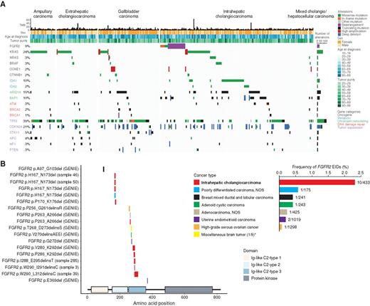 Figure 1. Genomic alterations in 335 biliary tract cancers identified by targeted next-generation sequencing. A, Comutation plot highlighting frequently altered genes in biliary tract cancers. Columns represent individual patients with biliary tract cancer, and rows indicate somatic genomic alterations. Each sample's mutation per megabase (TMB) is represented by a histogram. The types of genomic alterations are color-coded. Genes are listed according to the following functional classes: oncogenes, metabolic, chromatin remodeling, DNA damage repair, and tumor suppressors (from top to bottom, color-coded). B, Schematic depiction of the intragenic location of extracellular domain FGFR2 EIDs and their alteration frequencies by tumor type in the GENIE database. FGFR2 EIDs are enriched in samples from IHCC patients. * indicates that the “Miscellaneous brain tumor” cancer type was not included in the frequency graph due to low sample number.