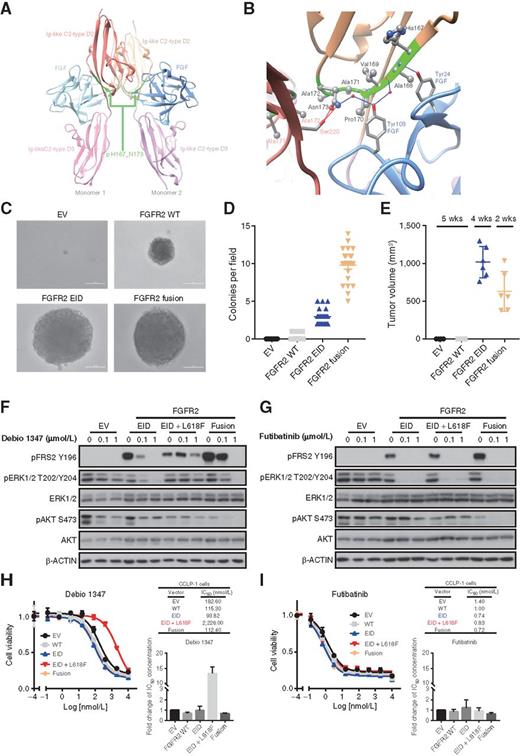 Figure 2. FGFR2 EIDs are oncogenic and confer sensitivity to FGFR inhibitors. A and B, Modeling alteration p.H167_N173del within the three-dimensional structure of FGFR2. A, A global view of the p.H167_N173 deletion (ribbon highlighted in green) located in both Ig-like C2-type D2 extracellular domains of FGFR2 dimeric structure; refer to Supplementary Fig. S7 (deletion #1) for mapping onto the protein sequence. As shown more closely in B, p.H167_N173 (ribbon highlighted in green) is an extended deletion, mostly included in a beta-strand of the C2-type D2 domain (ribbon in beige), and makes several intermolecular interactions with both the FGF ligand (ribbon and residue names in blue) and the C2-type D2 domain of the other monomer (ribbon and residue names in red). Intermolecular hydrogen bonds (direct or water-mediated) between p.H167_N173 residues and FGF or the other monomer are shown as blue and red lines, respectively. Van der Waals contacts are not displayed explicitly. C and D, Expression of FGFR2 p.H167_N173del in NIH3T3 cells is sufficient for transformation in soft-agar colony formation assays. Cells were transduced with retroviral vectors containing empty vector control (EV), wild-type FGFR2 (FGFR2 WT), FGFR2 p.H167_N173del (FGFR2 EID), or FGFR2–OPTN fusion (FGFR2 fusion). Representative images (C) and quantification of number of colonies per field of view (D) are shown. Line and bars indicate mean with standard error, with 21 fields of view assessed across three biological replicates. E, Volume of subcutaneous tumors forming in NSG mice following implantation of NIH3T3 cells expressing the indicated constructs (n = 6 mice per condition). Both the FGFR2 p.H167_N173del EID and the FGFR2–PHGDH fusion (FGFR2 fusion) induce tumor formation. Expression of the FGFR2–PHGDH fusion led to slightly faster tumor growth necessitating euthanasia at an earlier time point. Line and bars indicate mean with standard deviation. F and G, Expression of FGFR2 p.H167_N173del (EID), the EID with an L618F-mutant kinase domain (EID + L618F), and FGFR2–PHGDH fusions (fusion) lead to constitutive FGFR signaling (induction of FRS2) in NIH3T3 cells. FGFR2 EIDs and fusions are sensitive to treatment with Debio1347 (reduction in pFRS2 and pERK), whereas the L618F mutation causes resistance (F); all three of these FGFR2 alterations are inhibited by futibatinib (TAS-120; G). H and I, Cell viability assays in CCLP-1 cells harboring empty vector control, wild-type FGFR2 (WT), FGFR2 p.H167_N173del (EID), the co-occurring FGFR2 kinase mutation L618F (EID + L618F), or FGFR2–PHGDH fusion (fusion) and treated with Debio 1347 (H) or futibatinib (I). Drug response measurements were performed in three independent experiments with each consisting of two technical replicates. Inset graphs demonstrate the average fold change in IC50 between conditions. Representative dose–response curves and IC50 values are shown from a single experiment, with error bars on the curves representing standard deviation from two technical replicates.