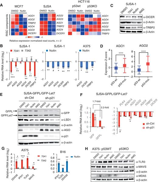 Figure 3. Inhibition of dsRNA processing genes and RNA-silencing complex (RISC) activity and induction of dsRNA sensors upon p53 activation. A, Heat maps demonstrating downregulation of RISC genes upon p53 activation by nutlin in three cancer cell lines, as assessed by RNA-seq. B, Immunoblot analysis depicts downregulation of DICER and TRBP2 after p53 activation by 7041, nutlin, or AMG-232 in SJSA-1 cells. C, Genes encoding RISC components are repressed after p53 activation by 7041 (red bars) and nutlin (blue bars) in SJSA-1 and A375 cells, as assessed by qPCR (n = 3). D, Box plots depict higher levels of expression of AGO1 and AGO2 genes in breast tumors harboring mutant TP53 compared with wild-type ones. RNA-seq data are from TCGA. Relative expression values are presented as mRNA expression Z-scores (Mann–Whitney test; ****, P ≤ 0.0001). E and F, Inhibition of RISC activity upon p53 activation by nutlin, 7041, and AMG-232 is largely p21-independent. The expression of GFPL and GFP was measured by immunoblot (E) and real-time qPCR (F) in SJSA-1 cells stably expressing dual reporters GFPL/GFP-let-7 and transduced with scrambled shRNA or p21 shRNA. E, Immunoblotting of LSD1 and AGO proteins (detected by pan-AGO antibody) upon p53 activation in the presence or absence of p21. F, p21-independent repression of RISC genes after p53 reactivation by 7041 (red bars), as assessed by qPCR (n = 3). G, dsRNA receptors are induced upon p53 activation by 7041 (red bars) and nutlin (blue bars) in A375 and B16 cells, as assessed by qPCR, n = 3. H, Induction of TLR3, MDA5, and MAVS in a p53-dependent manner in A375 cells after p53 activation by three MDM2 inhibitors, as detected by immunoblot. β-Actin was used as loading control. B, F, G, Student t tests. Error bars, SD. *, P < 0.05; **, P < 0.01; ***, P < 0.001; #, P < 0,0001, n = 3.