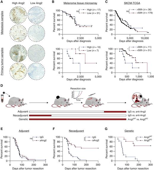 Timed Ang2-Targeted Therapy Identifies the Angiopoietin–Tie Pathway as ...