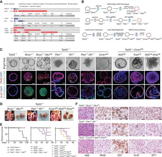 Figure 1. Generation of tumorigenic organoids. A, OncoPrint showing selected genetic alterations and cooccurrence of the indicated abnormalities in human HGSC (TCGA, Firehose Legacy). B, Schematic showing approach for generating tumorigenic organoids from parental Trp53f/f;Brca1f/f or Trp53f/f FTE organoids. C, Representative brightfield microscopy images and immunofluorescence staining of organoids after 7 days in culture. Scale bars, 20 μm. D, Exposed abdomens (right) and dissected genital tracts (right) of mice bearing organoid-derived tumors of the indicated genotypes; asterisks indicate large metastatic deposits. E, Kaplan–Meier curves of mice following orthotopic injection of 2 × 106 organoid cells of the indicated genotypes, n = 6/group. F, Hematoxylin and eosin (H&E)–stained sections and IHC analysis for the HGSC markers PAX8, CK7 (cytokeratin 7), Ki67, and WT1 (Wilms' Tumor 1) in representative sections from the indicated ovarian tumors. Scale bars, 50 μm. See also Supplementary Figs. S1 and S2.