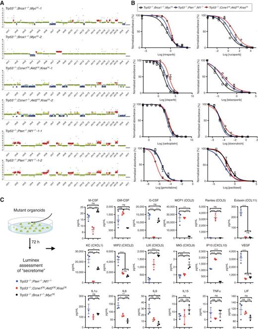 Figure 2. Genotype affects organoid copy-number alterations, drug sensitivity, and secretome. A, sWGS of the indicated tumorigenic organoids. Two independent clones are shown for Trp53−/−;Brca1−/−;MycOE and Trp53−/−;Ccne1OE;Akt2OE;KrasOE organoids, respectively; the same Trp53−/−;Pten−/−;Nf1−/− organoid clone at two different times is shown. Copy-number losses and gains are shown in blue and red, respectively. B, Dose–response curves for the indicated drugs in tumorigenic organoid lines of different genotypes. Cell viability was calculated relative to 0.01% DMSO-treated control cells, measured after 5 days of treatment. C, Levels of the indicated cytokines, chemokines, and growth factors from 72-hour conditioned media from the indicated tumorigenic organoids. Only secreted factors that were detectable and differed between groups are shown. Error bars indicate ±SEM; ns, not significant; *, P < 0.05; **, P < 0.01; ***, P < 0.001, two-way ANOVA. See also Supplementary Fig. S3.
