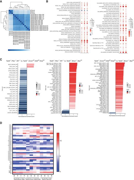 Figure 3. Tumors derived from organoids with different genotypes have distinct transcriptomes. A, Heat map showing sample distances by hierarchical clustering, on the basis of variance-stabilized expression levels of all genes in normal fallopian tube, Trp53−/−;Ccne1OE;Akt2OE;KrasOE, Trp53−/−;Pten−/−;Nf1−/−, and Trp53−/−;Brca1−/−;MycOE tumors, respectively. Shading represents Euclidian distance for each sample pair. B, Enriched KEGG (left) and MSigDB hallmark genes (right), ranked by fold change between the indicated groups. Shading represents the FDR-adjusted P value within each category; color indicates direction of enrichment relative to the first group of the comparison. C, Pathway analysis comparing the indicated groups. Color indicates direction of enrichment relative to the first group of the comparison. D, Heat map showing transcripts (log-transformed TPMs) of the indicated chemokines/cytokines/growth factors in representative tumors from each genotype. See also Supplementary Fig. S3.