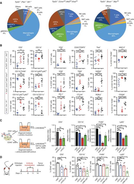 Figure 4. Tumor genotype determines immune landscape. A, Pie charts summarizing composition of immune cells (CD45+) in tumors with the indicated genotypes. Note that CD45+ cells (as % of total tumor cells) were significantly less in Trp53−/−;Pten−/−;Nf1−/− tumors, but similar in the other two genotypes (see Supplementary Fig. S4). B, Immune cell subtyping by flow cytometric analysis of representative tumors of the indicated genotypes. Each point represents a tumor from a different mouse. Data are presented as mean ± SEM, ns, not significant; *, P < 0.05; **, P < 0.01; ***, P < 0.001, two-way ANOVA. C, Diagram showing strategies for analyzing function of selected chemokines/cytokines in Trp53−/−;Ccne1OE;Akt2OE;KrasOE HGSC (left). Effect of the indicated neutralizing antibodies on migration of T cells, CD11b+ cells, F4/80+ cells, and Ly6G+ cells in Transwell assays, quantified as migration index (migration with/without antibody), after 24-hour coculture of the indicated cell population with Trp53−/−;Ccne1OE;Akt2OE;KrasOE organoid conditioned medium (right). D, Schematic showing in vivo antibody neutralization experiments (left). Immune cell immigration into Trp53−/−;Ccne1OE;Akt2OE;KrasOE tumors, after injections with the indicated antibody (right). Each point represents a tumor from a different mouse. Data are presented as mean ± SEM, ns, not significant; *, P < 0.05, two-way ANOVA.