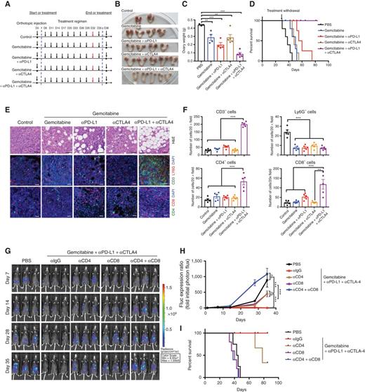 Figure 5. Rationally derived combination regimen results in CRs in Trp53−/−;Ccne1OE;Akt2OE;KrasOE tumors. A, Schematic depicting treatment regimens (n = 10 mice/group, two batches). For each set of experiments, 5 mice were sacrificed at day 32 for histologic analysis; the other 5 mice were continued on treatment until day 35, then treatment was withdrawn and mice were followed thereafter for survival. B, Representative genital tracts from Trp53−/−;Ccne1OE;Akt2OE;KrasOE tumor–bearing mice treated as indicated; mice were sacrificed at day 32 of the scheme in A. C, Ovary weights in mice from the indicated treatment groups. Each point represents one mouse. Error bars indicate SEM; **, P < 0.01; ***, P < 0.001; two-way ANOVA. D, Kaplan–Meier curves of Trp53−/−;Ccne1OE;Akt2OE;KrasOE tumor–bearing mice, treated as indicated in A until day 35 and then monitored for recurrence, n = 5 mice/group. E, H&E and IF staining for the indicated immune markers and DAPI (nuclei) staining in ovarian sections from the indicated groups. Note that the ovarian fat pad has almost no tumor after gemcitabine + αPD-L1 + αCTLA4 treatment. Black scale bars, 50 μm; white scale bars, 20 μm. F, Quantification of the indicated immune cells from the sections in E. Each point represents average cell number per 20 × field from five independent sections of each mouse. Error bars indicate SEM; **, P < 0.01; ***, P < 0.001, two-way ANOVA. G, Representative bioluminescence images of mice bearing orthotopic tumor allografts (expressing luciferase), treated as indicated, and measured at days 7, 14, 28, and 35, respectively. H, Relative photon flux, quantified by the intensity of bioluminescence in the regions of interest (ROI), determined at the indicated times in mice from each treatment group, n = 5 mice/group. Error bars indicate SEM; ns, not significant, ***, P < 0.001, two-way ANOVA. I, Kaplan–Meier curves for Trp53−/−;Ccne1OE;Akt2OE;KrasOE tumor–bearing mice, treated as indicated. See also Supplementary Figs. S5 and S6.
