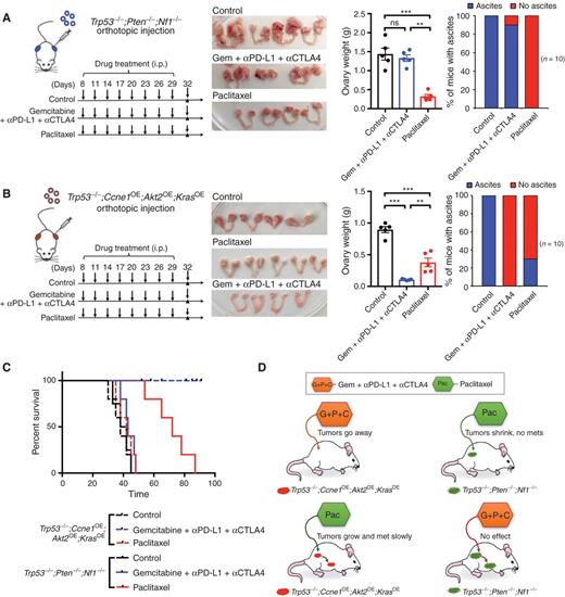 Figure 6. Treatment efficacy is tumor genotype–dependent. A, Schematic showing treatment of Trp53−/−;Pten−/−;Nf1−/− tumor–bearing mice with gemcitabine (gem)/α-PD-L1/α-CTLA4 regimen or paclitaxel. Genital tracts from mice treated as indicated (second panel). Ovary weights in treated mice (third panel). Percentage of mice with ascites after indicated treatment (last panel). ns, not significant; **, P < 0.01; ***, P < 0.001, unpaired t test. B, Schematic showing treatment of Trp53−/−;Ccne1OE;Akt2OE;KrasOE tumor–bearing mice with the indicated regimens. Genital tracts from mice treated as indicated (second panel). Ovary weights in treated mice (third panel). Percentage of mice with ascites after indicated treatment (last panel). Data indicate means ± SEM, **, P < 0.01; ***, P < 0.001, unpaired t test. C, Kaplan–Meier curves of tumor-bearing Trp53−/−;Pten−/−;Nf1−/− or Trp53−/−;Ccne1OE;Akt2OE;KrasOE mice, treated as indicated. Treatments were withdrawn at day 32. D, Cartoon summarizing results, depicting tumor genotype specificity of therapeutic efficacy. See also Supplementary Fig. S7.