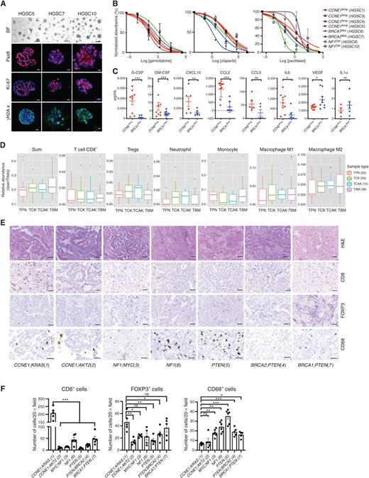 Figure 7. Similarities between human HGSC organoids and tumors and mouse models. A, Representative brightfield (BF) microscopy images and IF staining of human HSGC organoids. Scale bars: bright field, 100 μm; IF, 20 μm. B, Dose–response curves for the indicated drugs in tumorigenic organoid lines of different genotypes. Cell viability was calculated relative to 0.01% DMSO-treated control cells, measured after 5 days of treatment. C, Levels of the indicated cytokines, chemokines, and growth factors in human HGSC organoid conditioned media; error bars indicate ±SEM, ns, not significant; *, P < 0.05; **, P < 0.01; ***, P < 0.001, two-way ANOVA. D, Relative abundance of major immune cell subtypes in human HGSC samples with indicated genotypes from TCGA, as inferred by quanTIseq. TPN: TP53;PTEN;NF1, TCK: TP53;CCNE1;KRAS, TCAK: TP53;CCNE1;AKT2;KRAS, and TBM: TP53;BRCA1;MYC. Numbers of samples per group are shown in parentheses. *, P < 0.05, t test corrected for multiple comparisons by Benjamini–Hochberg method. E, H&E-stained sections and IHC analysis of the indicated markers in representative sections from human HGSC samples of the indicated tumor genotypes. Scale bars, 100 μm. F, Quantification of CD8+ cells, FOXP3+ (Treg) cells, and CD68+ cells in tumors of the indicated genotypes; average cell numbers from five 20× fields were determined. Data represent mean ± SEM, ns, not significant; *, P < 0.05; **, P < 0.01; ***, P < 0.001, two-way ANOVA. See also Supplementary Fig. S8.