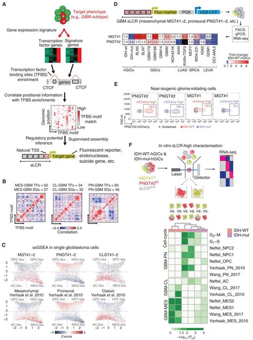 Figure 1. GBM subtype sLCRs. A, Schematic representation of GBM sLCR generation from gene-expression data. B, Pairwise correlation heat maps of significant transcription factor binding site (TFBS) motifs at GBM subtype–specific loci. The number of transcription factors (TF) and signature genes (SG) used in the analysis is indicated above each panel. C, Top, ssGSEA normalized scores for input genes for the indicated sLCRs (see Methods). The cell states identified by Neftel and colleagues (12) are indicated in each quadrant, and the original single-cell position is maintained in the two-dimensional representation (see Methods). Bottom, TCGA subtypes (3) are shown for a head-to-head comparison. D, Top, schematic representation of an sLCR and of the experimental steps to generate reporter cells. Bottom, heat map of MGT#1 and PNGT#2 gene expression normalized by GAPDH and number of integrations relative to hGICs and GSCs. Selected non-brain tumor cell lines are also shown. E, FACS profile of IDH-WT-hGICs and IDH-mut-hGICs transduced with the indicated reporters and FACS sorted for the reporter-independent marker H2B-CFP. F, Top, schematic representation of bulk, MGT#1-, and PNGT#2-expressing hGICs' transcriptional profiling. Bottom, heat map of GSEA-adjusted P values (see Methods) for the indicated GBM subtypes/state signatures and comparisons in the indicated hGIC lines.