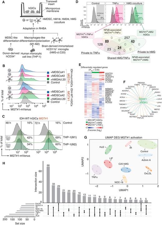 Figure 6. Innate immune cells drive non–cell-autonomous mesenchymal commitment in tumor cells. A, Schematic representation of contact-free hGIC coculture with immune cells (see Methods). B, Representative FACS profiles of IDH-WT- or IDH-mut-hGICs-MGT#1 alone or cocultured with human microglia (hMG#cl.20) or human CD34+ in vitro–derived MDSCs. C, Representative FACS profiles of IDH-WT-hGICs-MGT#1 alone or cocultured for the indicated time with human THP1-derived M1 or M2 macrophage-like cells. D, Representative FACS profiles and gating strategy of IDH-WT-hGICs-MGT#1 alone or stimulated with TNFα or hMG coculture. Bottom, Venn diagram of NFκB-related genes by IPA of DRGs for the indicated conditions. DRGs are computed relative to control hGICs (log2FC > 1, Padj < 0.05). E, Heat map of DRGs for the indicated conditions. RNA-seq reads were normalized as transcript per million, log2-transformed and z-scored. Statistical significance was assessed by using the limma R package (control, n = 3, hMG, n = 3; TNFα, n = 2; Padj < 0.05). F, Ingenuity upstream regulator analysis of upregulated genes by hMG coculture compared with TNFα in IDH-WT-hGICs-MGT#1hi. G, UMAP dimensional reduction of MGT#1 activation cues expression profiles combining all upregulated genes (see Methods). H, Upset plot of all intersections for the indicated MGT#1 activation cue comparison sorted by intersection size. Interconnected circles in the matrix indicate common genes.