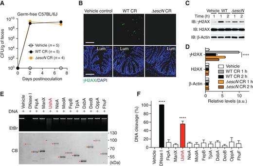 Figure 1. UshA is a novel T3SS-dependent bacterial genotoxin. A, CR derived from fecal samples of GF C57BL/6J mice, inoculated with vehicle control or 2 × 109 colony-forming units (CFU) of WT or ΔescN CR at indicated dpi. The data were quantified from an indicated number of animals in two independent experiments; error bars were too tight to be recognized. B, Representative immunofluorescence micrographs of γH2AX in colon sections derived from GF C57BL/6J mice infected as indicated at 7 dpi, with nuclei counterstained by DAPI. Lum, lumen. Scale bars, 100 μm. C, SW480 cells were infected with vehicle control, WT, or ΔescN CR at 100 multiplicity of infection (MOI), and whole-cell lysates were derived at indicated time periods postinfection and immunoblotted for indicated proteins, with β-actin as a loading control. D, The levels of indicated proteins, normalized to vehicle control, were quantified from three independent experiments as in C. E, DNA digestion reactions containing 10 μg/mL of λ DNA as the substrate, 20 μg/mL of indicated recombinant CR-encoded proteins, vehicle control, or DNase I were subjected to separation by agarose electrophoresis (top) or SDS-PAGE (bottom). Shown are representative images of DNA staining using ethidium bromide (EtBr) and protein straining using Coomassie blue (CB), with indicated recombinant proteins labeled with asterisks. F, Percentages of DNA cleavage, normalized to input λ DNA, were quantified from three independent experiments. ****, P < 0.0001 with one-way ANOVA, followed by Bonferroni multiple comparisons tests (D, F).