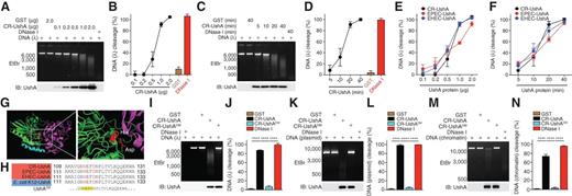 Figure 2. UshA proteins cleave DNA directly. A, λ DNA (at final concentration of 10 μg/mL) was incubated with indicated amounts of recombinant CR-UshA or glutathione S-transferase (GST) for 20 minutes. DNA and CR-UshA proteins from digestion reactions were separated by agarose electrophoresis and SDS-PAGE and illustrated by ethidium bromide (EtBr) staining and immunoblot (IB), respectively. B, Percentages of λ DNA cleavage, normalized to input DNA, in the digestion reactions in A were quantified. C, λ DNA (at final concentration of 10 μg/mL) was incubated with 1 μg CR-UshA or GST for indicated time periods. DNA and CR-UshA proteins from digestion reactions were separated by agarose electrophoresis and SDS-PAGE and illustrated by EtBr staining and immunoblot. D, Percentages of λ DNA cleavage, normalized to input DNA, in the digestion reactions in C were quantified. E and F, Percentages of λ DNA cleavage, normalized to input DNA, in the DNA digestion reactions with indicated amounts of UshA proteins for 20 minutes (E) or 1 μg of indicated UshA proteins for indicated time periods (F). G, UshA structural image created from PDB file 1USH (23) using Pymol software, highlighted with N-terminal domain (green), domain-linking helix (cyan), C-terminal domain (purple), and the catalytic histidine–aspartic acid dyad (red). H, Alignment of amino acid sequences containing the catalytic histidine–aspartic acid dyad of UshA proteins in attaching/effacing pathogens CR, EPEC, and EHEC (shaded in a red box), as well as nonpathogenic E. coli K-12 (shaded in a blue box). Below are shown the corresponding UshADM dual mutants, with histidine–aspartic acid substituted with alanine–alanine. I, λ DNA (at final concentration of 10 μg/mL) was incubated with 1 μg GST, CR-UshA, or CR-UshADM for 20 minutes. DNA and CR-UshA proteins from the digestion reactions were separated by agarose electrophoresis and SDS-PAGE, as well as illustrated by EtBr staining and immunoblot. J, Percentages of indicated DNA cleavage, normalized to input DNA, in the digestion reactions in I were quantified. K, The pRE112UA plasmid DNA (at final concentration of 10 μg/mL) was incubated with 1 μg GST, CR-UshA, or CR-UshADM for 20 minutes. DNA and CR-UshA proteins from the digestion reactions were separated by agarose electrophoresis and SDS-PAGE, as well as illustrated by EtBr staining and immunoblot. L, Percentages of indicated DNA cleavage, normalized to input DNA, in the digestion reactions in K were quantified. M, Chromatin DNA was incubated with 1 μg GST, CR-UshA, or CR-UshADM for 20 minutes. DNA and CR-UshA proteins from the digestion reactions were separated by agarose electrophoresis and SDS-PAGE, as well as illustrated by EtBr staining and immunoblot. N, Percentages of indicated DNA cleavage, normalized to input DNA, in the digestion reactions in M were quantified. DNase I was included as a positive control in A–D and I–N and all data were quantified from three independent experiments. ****, P < 0.0001 with one-way ANOVA, followed by Bonferroni multiple comparisons tests (J, L, N).