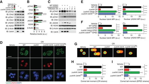 Figure 3. UshA is indispensable for A/E pathogen infection–elicited DNA damage signaling in host cells. A, SW480 cells were infected by vehicle control or indicated CR strains at 100 MOI for 1 hour, and whole-cell lysates were derived and immunoblotted for indicated proteins, with β-actin as a loading control. B, The levels of indicated proteins, normalized to vehicle controls, were quantified from three independent experiments. C, SW480 cells were infected with WT or ΔushA EPEC at 100 MOI, and whole-cell lysates were collected at indicated time periods postinfection and immunoblotted for indicated proteins, with β-actin as a loading control. The levels of indicated proteins, normalized to vehicle controls, were quantified from three independent experiments and are summarized in Supplementary Fig. S6D. D, Representative immunofluorescence micrographs of UshA and γH2AX in SW480 cells infected with vehicle control or indicated CR strains at 100 MOI for 1 hour, with nuclei counterstained by DAPI. Scale bars, 10 μm. E and F, MFI of nuclear UshA (left) and γH2AX (right) in SW480 cells infected with indicated CR strains (E) or EPEC strains (F). Data are summarized from 40 to 60 cells in two independent experiments and shown in arbitrary units (a.u.). G, Representative microphotographs of alkali comet assay of SW480 cells at 1 hour postinfection with vehicle control or indicated CR strains. H, Quantification of comet tail moments in G, with summarized data from 40 to 60 cells within 10 random fields for each group. I, SW480 cells were infected with vehicle control or indicated EPEC strains for 1 hour and subjected to alkaline comet assays. The comet tail moments of microphotographs were quantified with summarized data from 40 to 60 cells within 10 random fields for each group. ns, not significant; **, P < 0.01; ***, P < 0.001; ****, P < 0.0001 with one-way ANOVA, followed by Bonferroni multiple comparisons tests (B, E, F, H, I).