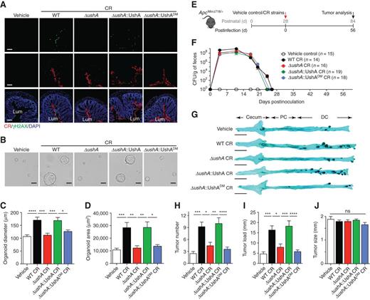 Figure 4. UshA is crucial for CR infection–promoted colon tumor development in mice. A, Immunofluorescence staining of γH2AX and CR in colon sections from SPF C57BL/6J mice infected with vehicle control or indicated CR strains at 7 dpi, with nuclei counterstained by DAPI. Lum, lumen. Scale bars, 100 μm. B, Representative images of colon organoids cultured from colonic crypts derived from SPF C57BL/6J mice infected with vehicle control or indicated CR strains at 14 dpi. Scale bars, 100 μm. C and D, Quantification of the diameter (C) and the area (D) of colon organoids in B, with summarized data from 50 to 60 colon organoids for each group from three independent experiments. E, A schematic of the experimental timeline for the impact of CR infection on colon tumor development in ApcMinΔ716/+ mice. The 28-day-old ApcMinΔ716/+ mice were orally inoculated with vehicle control or indicated CR strains and euthanized at 56 dpi for colon tumor analyses. F, Colonization and clearance of indicated CR strains in ApcMinΔ716/+ mice inoculated with vehicle control or indicated CR strains. G, Representative images of methylene blue (MB) staining of the colons derived from vehicle control–infected or CR-infected ApcMinΔ716/+ mice at 56 dpi. DC, distal colon; PC, proximal colon. Scale bars, 1 cm. H–J, Quantification of tumor number (H), tumor load (I), and individual tumor size (J) in the colons from ApcMinΔ716/+ mice infected with vehicle control (n = 15), WT (n = 14), ΔushA (n = 16), ΔushA::UshA (n = 19), and ΔushA::UshADM (n = 18) CR strains, following MB staining as in G. ns, not significant; *, P < 0.05; **, P < 0.01; ***, P < 0.001; ****, P < 0.0001 with one-way ANOVA, followed by Bonferroni multiple comparisons tests (C, D, H–J).