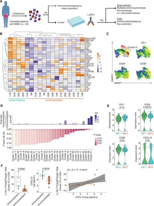 Figure 4. Preexisting TFH-like CD4+ T cells are prerequisites for a functional response of MIBC to pembrolizumab ex vivo. A, Overview of the in situ/in vitro (in sitro) test. B, Heat map of the nonsupervised hierarchical clustering (n = 18) of 28 soluble factors (including CXCL13 monitored in ELISA) secreted from MIBC exposed to 72 hours of pembrolizumab. Missing values are shown in gray. Both rows and columns are clustered using correlation distance and average linkage. C, Uniform manifold approximation and projection (UMAP) showing the PhenoGraph clusters (refer to Supplementary Fig. S6A) of CD4+ TILs in 18 untreated bladder cancers (mostly MIBC, n = 17/18) analyzed by mass cytometry (top left) at day 0. cluster #21 is surrounded by a circle. Relative expression of PD-1 (top right), CD28 (bottom left), and CD38 (bottom right) in CD4+ TILs at day 0, displayed by UMAP. D, Bar chart showing fold ratio of median CD4+ TIL cluster values between immunoreactive versus nonimmunoreactive MIBC (top). Increasing blue gradient for increased fold ratios (FR). Bar charts showing the P values of unpaired t test [Mann–Whitney (M–W) U test] for each CD4+ TIL cluster (bottom). E, Expression levels of the CXCL13 gene product in CD4+ TILs (cluster 2, as shown in Fig. 3E) depicted in violin plots, as well as PD-1, CD38, and CD28 at the protein level in two specimens collected before the in sitro assay. Samples from untreated patients were utilized (B#11: immune-reactive tumor, B#12: at the edge between immunoresistant and immune-reactive tumors). F, Percentages of CD38hiCD28+PD-1hi (cluster 21) in CD4+ TILs (left), quantification of CXCL13 production after 3 days of in sitro assay without treatment (middle), and Spearman correlation between both parameters (right). Box plots display a group of numerical data through their third and first quartiles (box), mean (central band), and minimum and maximum (whiskers). Each dot represents one tumor. Statistical analyses used unpaired t test (Mann–Whitney U test).