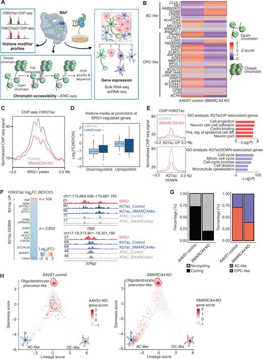 BAF Complex Maintains Glioma Stem Cells in Pediatric H3K27M Glioma ...
