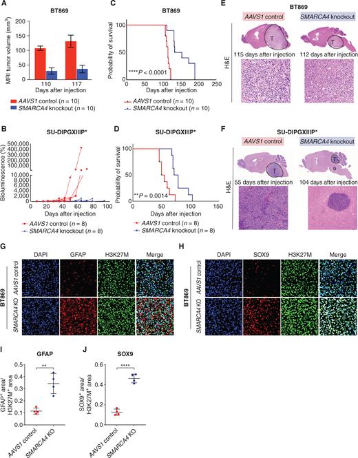 BAF Complex Maintains Glioma Stem Cells in Pediatric H3K27M Glioma ...