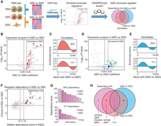 Figure 1. Chromatin regulator landscapes identify transcriptional dependencies in GBM stem cells. A, Diagram depicting the screening strategy to identify the enriched chromatin regulators with selective dependency in GSCs. B, Volcano plot showing enrichment of 160 transcription regulator programs in 38 GSCs and 5 NSCs (GSE119834). Genes with their target program highly expressed in GSCs were labeled in red. C, Enrichment map visualization of candidate regulator programs (MYC and YY1) in GSCs compared with NSCs. D, Volcano plot showing enrichment of 160 transcription regulator programs in three pairs of GSCs and DGCs (GSE54791). Genes with their target program highly expressed in GSCs were labeled in blue. E, Enrichment map visualization of candidate regulator programs (MYC and YY1) in GSCs compared with DGCs. F, Scatter plot showing relative dependencies of 160 transcription regulators in eight GSCs and two NSCs from whole-genome CRISPR/Cas9 loss-of-function screening. Dependency genes specifically for GSCs were labeled as pink. G, Bar plots showing dependency scores of MYC and YY1 from whole-genome CRISPR/Cas9 loss-of-function screening in a panel of GSCs (pink) and NSCs (gray). H, Venn diagram plot showing overlapping of transcription program and dependency hits for 160 regulators in GSCs.