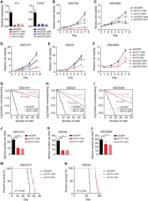 Figure 2. YY1 is essential for GBM stem cells both in vitro and in vivo. A, Bar plots showing YY1 and CTCF expression levels in GSC1517 with shRNA-mediated knockdown of YY1 or CTCF, respectively, as determined by qRT-PCR. Data are presented as mean + SD. B–F, Relative cell viabilities of a panel of GSCs with shRNA-mediated knockdown of YY1 or CTCF at different time points. Data are presented as mean ± SD. G–I, Tumor sphere formation efficiency and self-renewal capacity were measured by extreme in vitro limiting dilution assays (ELDA) in three GSCs. P values were determined by likelihood ratio test. J–L, Bar plots showing the number of spheres from different GSCs after YY1 knockdown at day 7. Data are presented as mean + SD. M and N, Kaplan–Meier curves showing survival of immunocompromised mice bearing intracranial tumors from GSC1517 (M) and GSC23 (N) following transduction with indicated shRNAs. P values were determined by log-rank test. *, P < 0.05; **, P < 0.01 by one-way ANOVA with Dunnett multiple comparisons test; ns, not significant.