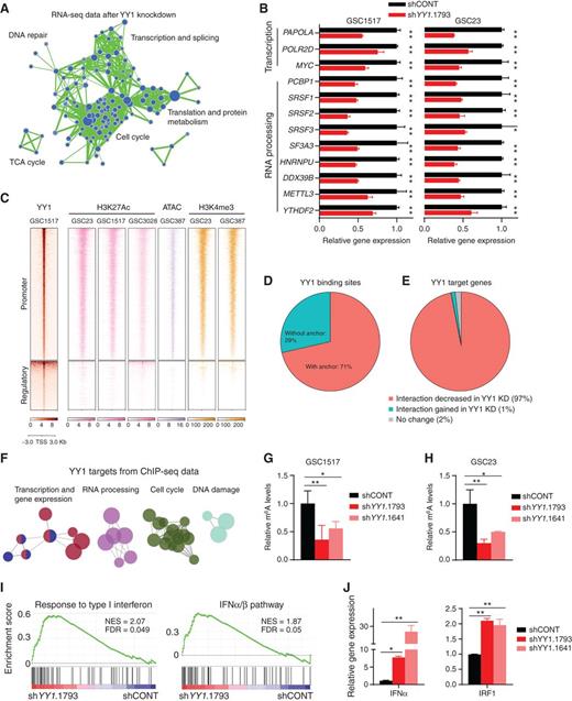 Figure 3. YY1 regulates transcription and RNA m6A methylation programs and suppresses interferon signaling. A, Enrichment map visualization of downregulated gene sets in GSEA after YY1 knockdown. B, Bar plots showing selected downregulated genes involved in RNA Pol II transcription and RNA processing after YY1 knockdown. Data are presented as mean + SD. *, P < 0.05; **, P < 0.01 by unpaired Student t test. C, Heat maps showing ChIP-seq signals of YY1, H3K27Ac, H3K4me3, and ATAC-seq signals in GSCs. The signals are displayed within a region spanning ±3 kb around the center of YY1 binding peaks. D, Pie plot showing the overlapping between YY1 binding sites and chromatin interaction anchors inferred by BL-Hi-C sequencing in GSC cells. E, Pie plot showing the percentage of YY1 target genes with decreased chromatin interactions after YY1 knockdown (KD). F, ClueGO plot of canonical pathways enriched in the YY1 putative target genes inferred from ChIP-seq profiling in GSC1517. G and H, Bar plots showing relative m6A levels after YY1 knockdown in GSC1517 (G) and GSC23 (H). Data are presented as mean + SD. *, P < 0.05; **, P < 0.01 by one-way ANOVA with Dunnett multiple comparisons test. I, GSEA plots of representative gene sets involved in immune response after YY1 knockdown. The normalized enrichment score (NES) and false discovery rate (FDR) are indicated. J, Bar plots showing expression levels of IFNα and IRF1 in GSC1517 after YY1 knockdown determined by qRT-PCR. Data are presented as mean + SD. *, P < 0.05; **, P < 0.01 by one-way ANOVA with Dunnett multiple comparisons test.