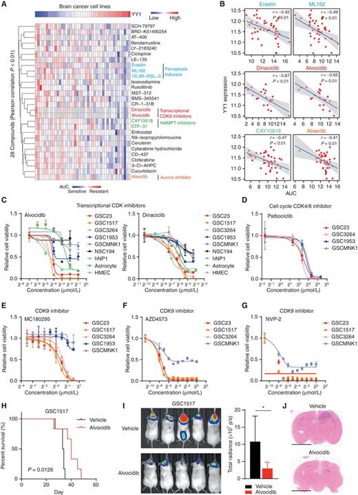 Figure 4. A pharmacogenomic analysis identifies YY1-associated therapeutic response in brain cancers. A, Hierarchical clustering of drug AUC values from brain cancer cell lines. YY1 expression levels are shown at the top of the heat map. Only drugs with a Pearson correlation P value <0.01 were included. A low AUC value (blue) indicates sensitivity to drug treatment. B, Scatter plots showing correlation between YY1 expression levels and drug AUC values in brain cancer cell lines. Pearson correlation coefficients and P values are shown. C, Dose–response curves of transcriptional CDK inhibitors alvocidib and dinaciclib in YY1-dependent GSCs (GSC23, GSC1517, and GSC3264), YY1-independent GSCs (GSC1953 and MNK1), and nonmalignant cells (astrocyte and HMEC). HMEC, human mammary epithelial cell. Data are presented as mean ± SD. D, Dose–response curves of cell cycle–related CDK4/6 inhibitor in four GSCs. Data are presented as mean ± SD. E–G, Dose–response curves of selective CDK9 inhibitors in GSCs. Data are presented as mean ± SD. H, Kaplan–Meier curves showing survival of immunocompromised mice bearing intracranial tumors from GSC1517 with vehicle or alvocidib (10 mg/kg) treatment. P values were determined by log-rank test. I and J, In vivo bioluminescence imaging (I) and hematoxylin and eosin–stained coronal sections (J) of immunocompromised mice bearing intracranial tumors with vehicle or alvocidib treatment. Scale bars, 2 mm. Data are presented as mean + SD. *, P < 0.05 by unpaired Student t test.