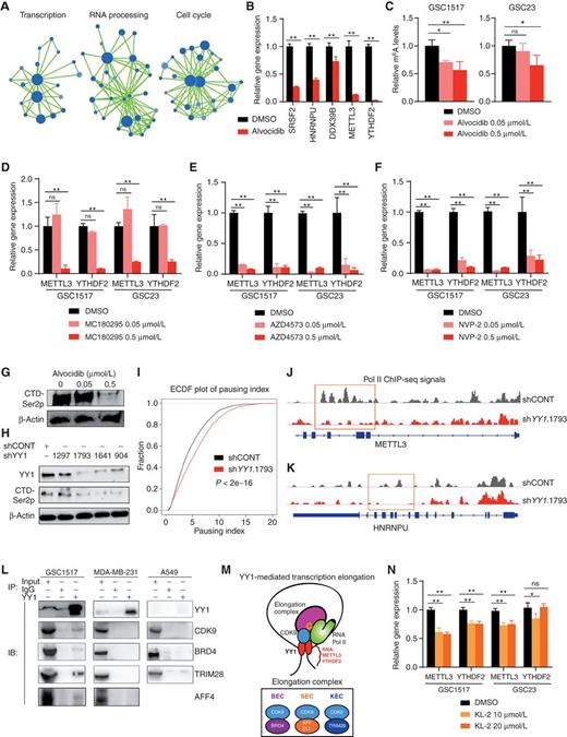 Figure 5. YY1 is involved in transcription elongation through interacting with CDK9 and other elongation factors. A, Enrichment map visualization of downregulated genes in GSEA after alvocidib treatment in GSC1517 cells. B, Bar plots showing relative expression levels of RNA processing and m6A genes after alvocidib treatment in GSC1517 determined by qRT-PCR. C, Bar plots showing relative m6A levels after alvocidib treatment in GSC1517 and GSC23. D–F, Bar plots showing relative expression levels of METTL3 and YTHDF2 after treatment of selective CDK9 inhibitors in GSC1517 determined by qRT-PCR. G, Immunoblot showing Ser2 phosphorylation (Ser2p) of RNA Pol II CTD (C-terminal domain) in GSC after alvocidib treatment. Data are representative results of three independent experiments. H, Immunoblot showing YY1 and Ser2 phosphorylation (Ser2p) of RNA Pol II CTD in GSCs after YY1 knockdown. I, Empirical cumulative density function plots of Pol II pausing index after YY1 knockdown in GSCs. J and K, Visualization of Pol II occupancy at representative genomic loci, METTL3 (J) and HNRNPU (K). L, Co-IP assay followed by immunoblot (IB) showing the interactions between YY1 and CDK9 or other transcription elongation complexes (BRD4, TRIM28, and AFF4). M, A working model for YY1-mediated transcription elongation complex. N, Bar plots showing relative expression levels of METTL3 and YTHDF2 after treatment of SEC inhibitor KL-2 determined by qRT-PCR. Data are presented as mean + SD. *, P < 0.05; **, P < 0.01 by one-way ANOVA with Dunnett multiple comparisons test; ns, not significant.