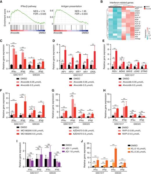 Figure 6. Targeting transcription elongation complexes elicits interferon response in GBM stem cells. A, GSEA plots of representative gene sets involved in immune response after alvocidib treatment. The NES and FDR are indicated. B, Heat map showing immune response related differentially expressed genes after alvocidib treatment in GSC1517 cells. C, Bar plots showing expression levels of IFNα and IFNβ in two GSC models (GSC1517 and GSC23) with alvocidib treatment determined by qRT-PCR. D and E, Bar plots showing expression levels of interferon-stimulated genes with alvocidib treatment in GSC1517 determined by qRT-PCR. F–H, Bar plots showing expression levels of IFNα and IFNβ in two GSC models (GSC1517 and GSC23) with selective CDK9 inhibitor treatment determined by qRT-PCR. I and J, Bar plots showing expression levels of IFNα and IFNβ in two GSCs (GSC1517 and GSC23) with BEC inhibitor JQ1 (I) and SEC inhibitor KL-2 (J) treatment determined by qRT-PCR. Data are presented as mean + SD. *, P < 0.05; **, P < 0.01 by one-way ANOVA with Dunnett multiple comparisons test; ns, not significant.
