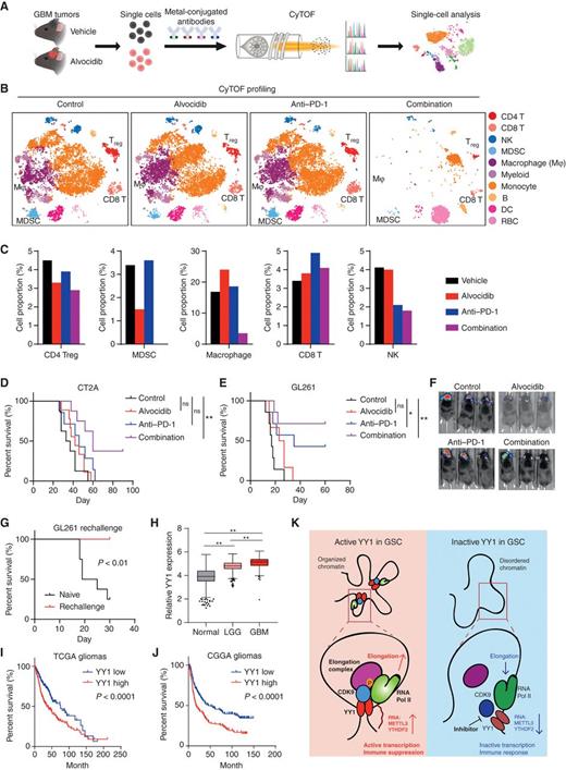 Figure 7. Pharmacologic targeting of the YY1–CDK9 complex reprograms microenvironment and enhances anti–PD-1 response in gliomas. A, The workflow of the CyTOF experiment to analyze the microenvironment in GBM models. B, The t-SNE plots of immune cell clusters from GL261 tumors treated with vehicle, alvocidib, anti–PD-1, and combination, colored by cell clusters, from CyTOF analysis. DC, dendritic cell; NK, natural killer; RBC, red blood cell. C, Proportion of cells from GL261 tumors for the indicated cell types. D and E, Kaplan–Meier curves showing survival of immunocompetent mice bearing intracranial tumors from syngeneic CT2A (D) and GL261 (E) cells with alvocidib and anti–PD-1 treatment. *, P < 0.05; **, P < 0.01 by log-rank test; ns, not significant. F, In vivo bioluminescence imaging of immunocompetent mice bearing intracranial syngeneic tumors from mouse glioma CT2A cells with alvocidib and anti–PD-1 treatment. G, Kaplan–Meier curves showing survival of immunocompetent mice from D rechallenged with GL261 cells. P value was determined by log-rank test. H, Box-and-whisker plot showing expression pattern of YY1 in normal brains, low-grade gliomas (LGG), and GBMs from TCGA and GTEx databases. **, P < 0.01 by one-way ANOVA with Dunnett multiple comparisons test. I and J, Survival analysis of GBM and LGGs in TCGA (I) and CGGA (J) databases divided by median value of YY1 expression levels. P value was determined by log-rank test. K, A working model showing the role of YY1–CDK9 complex in transcription elongation regulation and interferon response in GSCs.