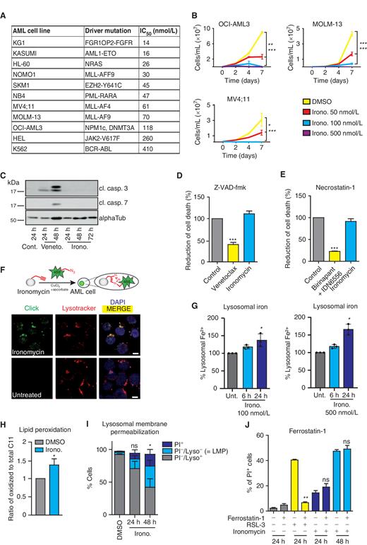 Figure 1. Ironomycin induces potent cell death in AML through a noncanonical cell death pathway. A, Half-maximal inhibitory concentration (IC50) of AML cell lines with various genetic background after 72 hours of treatment with ironomycin using resazurin assay (n = 3 biological replicates). B, Proliferation curves of MV4;11, MOLM-13, and OCI-AML3 cell lines treated with ironomycin (n = 3 biological replicates, *, P < 0.05; **, P < 0.01; ***, P < 0.001). C, Protein expression of cleaved caspase-3 (cl. casp. 3) and cleaved caspase-7 shown by immunoblot. MV4;11 cells were treated with DMSO, 50 nmol/L venetoclax, or 500 nmol/L ironomycin. D, Effect on cell death of the pan-caspase inhibitor Z-VAD-fmk. MOLM-13 cells were pretreated with 50 μmol/L Z-VAD-fmk for 30 minutes and treated with 500 nmol/L ironomycin or 50 nmol/L venetoclax for 24 hours. Cell death was assessed by propidium iodide (PI) staining (n = 3 biological replicates; means ± SD; ***, P < 0.001). E, Effect on cell death of the necroptosis inhibitor necrostatin-1. MOLM-13 cells were pretreated with 10 μmol/L necrostatin-1 for 30 minutes and treated with 500 nmol/L ironomycin for 24 hours or 100 nmol/L birinapant plus 5 μmol/L IDN-6556 for 16 hours. Cell death was assessed by PI staining (n = 3 biological replicates; means ± SD; ***, P < 0.001). F, Visualization of the lysosomal localization of ironomycin using click chemistry in AML cells. Top, schematic illustration of the chemical labeling of ironomycin in cells. Bottom, fluorescence microscopy images of labeled ironomycin (Alexa Fluor 488, green), lysosome (lysotracker, red), and nucleus (DAPI, blue) in MOLM-13 cells after 2 hours of 10 μmol/L ironomycin treatment. Scale bar, 10 μm. G, Quantification of lysosomal Fe2+ using a lysosomal turn-on FACS probe in MOLM-13 cells after ironomycin (see Supplemental Data). Fe2+ specifically reduces Rhonox-M to a rhodamine B derivative, which fluoresces (n = 3 biological replicates; *, P < 0.05). H, FACS analysis of LMP using lysotracker (Lyso) and PI in the MOLM-13 cell line. We treated cells with DMSO or 500 nmol/L ironomycin. LMP is associated with a loss of lysotracker staining (n = 3 biological replicates; mean ± SD; *, P < 0.05). I, Analysis of lipid peroxidation by flow-cytometry staining of lipid ROS with the C11 BODIPY 581/591 (BODIPY C11) probe. MOLM-13 cells were treated with DMSO or 500 nmol/L ironomycin for 48 hours. The ratio of oxidized to total C11 median fluorescent intensity (MFI) is shown (n = 4 biological replicates; means ± SD; *, P < 0.05). J, Effect on cell viability of the ferroptosis inhibitor ferrostatin-1 used in combination with ironomycin. MOLM-13 cell line was pretreated with 20 μmol/L ferrostatin-1 for 30 minutes and treated with 500 nmol/L ironomycin or RSL-3 (30 nmol/L). Cell death was assessed by PI staining (n = 3 biological replicates; means ± SD; **, P < 0.01).