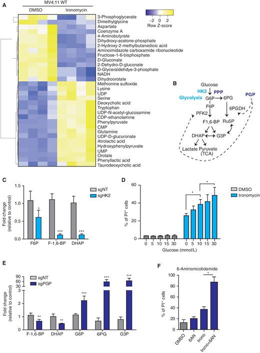 Figure 3. Metabolic remodeling to reduce glycolytic flux and mitochondrial respiration protects against ironomycin. A, Heat map showing the differential abundance of metabolites in the MV4;11 WT cell line using mass spectrometry. We treated the cells with 500 nmol/L ironomycin or DMSO for 24 hours (n = 4 biological replicates). We selected the metabolites with a log2 fold change >1 and a t test P < 0.05. B, Schematic representation of glycolysis and the branched PPP and function of the two metabolic enzymes hexokinase 2 (HK2) and phosphoglycolate phosphatase (PGP). DHAP, dihydroxyacetone phosphate; F6P, fructose-6-phosphate; F-1,6-BP, fructose-1,6-bisphophate; G3P, glyceraldehyde-3-phosphate; Ru5P, ribulose-5-phosphate; 6PG, 6-phospho-D-glycerate; TCA, tricarboxylic acid cycle. C, Bar graph showing the changes in metabolites expression in the sgHK2 cell line using mass spectrometry (n = 4 biological replicates; means ± SD; *, P < 0.05; ***, P < 0.001). D, Proportion of cell death of ironomycin-treated MV4;11 cells cultured in various glucose concentrations. We performed flow-cytometry analysis using PI. Cells were treated with 500 nmol/L ironomycin for 48 hours in RPMI medium (n = 3 biological replicates; means ± SD; *, P < 0.05). E, Bar graph showing the changes in metabolite expression in the sgPGP cell line. Metabolites downstream phosphofructokinase 2 (PFK2) are decreased such as F-1,6-BP and DHAP. Metabolites upstream PFK2 are increased such as G6P, 6PG, and G3P (n = 3 biological replicates; means ± SD; **, P < 0.01; ***, P < 0.001). F, Proportion of cell death of ironomycin-treated cells in combination with the PPP inhibitor 6AN. We performed flow-cytometry analysis of PI fluorescence in MOLM-13. Cells were pretreated with 10 μmol/L 6AN for 30 minutes and treated with 500 nmol/L ironomycin for 48 hours (n = 3 biological replicates; means ± SD; *, P < 0.05).