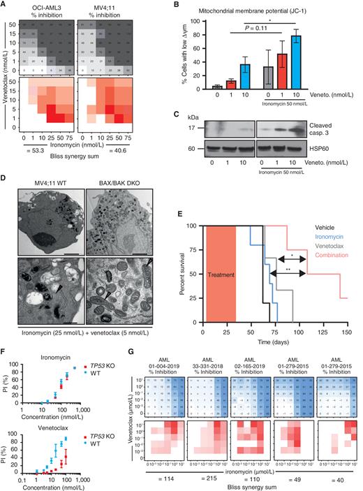 Figure 7. Ironomycin shows marked synergy with BH3 mimetics and overcomes resistance to venetoclax. A, Heat maps showing the percentage of inhibition assessed by FACS (PI) using ironomycin and venetoclax as single agent and in combination in two AML cell lines (top) and Bliss calculation measuring synergy between the two drugs (bottom; n = 3 biological replicates). B, Analysis of mitochondrial membrane potential (Δ Ψm) using JC-1 staining assessed by FACS after 24 hours of low-dose venetoclax with or without low-dose ironomycin treatments. Loss of JC-1 staining is associated with a loss of Δ Ψm (n = 3 biological replicates, mean ± SEM; *, P < 0.05). C, Immunoblot showing cleaved caspase-3 after 24 hours of low-dose venetoclax with or without low-dose ironomycin treatments in OCI-AML3 cells. D, TEM images of mitochondria in MV4;11 WT (left) and BAX/BAK DKO cells (right) treated with low doses of ironomycin and venetoclax for 36 hours. Gray arrowheads, mitochondria in BAX/BAK DKO cells; black arrowheads, disrupted mitochondrial integrity. Scale bars, 2 μm, top; 500 nm, bottom. E, Kaplan–Meier analyses showing survival of NSG mice transplanted with MV4;11 cells (n = 5 mice per cohort) treated with ironomycin, venetoclax, and combination of the two drugs (*, P < 0.05; **, P < 0.01). F, Cell viability assessed by FACS analysis of PI staining. We treated MV4;11 WT and MV4;11 cells with TP53 KO for 72 hours with ironomycin (top) and venetoclax (bottom). G, Heat maps showing the effect on cell viability assessed by flow cytometry (PI) in response to escalating doses of ironomycin and venetoclax for 5 days as single agent and in combination in five patients known to be clinically resistant to venetoclax (top) and Bliss calculation measuring synergy between the two drugs (bottom; n = 1 representative experiment).