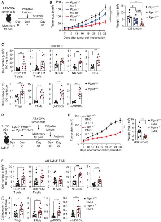 Figure 1. PTP1B deletion in immune cells enhances antitumor immunity. A–C, AT3-OVA tumor cells were implanted into the fourth inguinal mammary fat pads of Ptpn1+/+, Ptpn1+/−, or Ptpn1−/− littermate mice, and tumor growth and weights were measured. C, TILs including CD44hiCD62Llo CD8+ and CD4+ effector/memory (EM) T cells, B220+ B cells, NK1.1+TCRβ− (natural killer, NK) cells, CD11c+ DCs, CD4+CD25+FoxP3+ regulatory T cells (Treg), CD11b+F4/80hiLy6C−Ly6G− tumor-associated macrophages (TAM), granulocytic CD11b+F4/80hi/loLy6CintLy6G+ myeloid-derived suppressor cells (gMDSC), and monocytic CD11b+F4/80hi/lo Ly6C+Ly6G− myeloid-derived suppressor cells (mMDSC) were analyzed by flow cytometry. D and E, Lethally irradiated Ly5.1 mice were reconstituted with bone marrow cells derived from Ptpn1+/+ or Ptpn1−/− mice. After 4 weeks of reconstitution, AT3-OVA tumor cells were implanted into the fourth inguinal mammary fat pads of PTP1B-deficient or control bone marrow chimeras (BMC) and tumor growth monitored, final weights measured, and tumor infiltration (F) analyzed by flow cytometry. Representative results (means ± SEM) from at least two independent experiments are shown. Significance was determined as follows: tumor sizes in B and E (two-way ANOVA test), tumor weights in B and E and immune cell infiltrates in C and F (two-tailed Mann–Whitney U test or one-way ANOVA test), and tumor weights in B [two-tailed Mann–Whitney U test (#, P < 0.05)]. *, P < 0.05; **, P < 0.01; ***, P < 0.001; ****, P < 0.0001.
