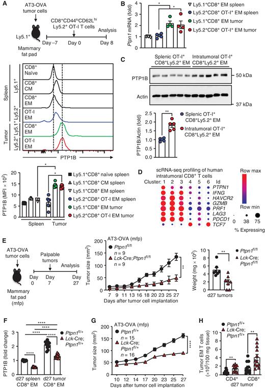 Figure 2. Increased PTP1B in intratumoral CD8+ T cells limits antitumor immunity. A–C, Naïve (CD44loCD62Lhi) Ly5.2+CD8+OT-I+ cells from OT-I;Ptpn1fl/fl or T cell–specific PTP1B-deficient OT-I;Lck-Cre;Ptpn1fl/fl mice were adoptively transferred into Ly5.1 mice bearing established (40–50 mm2) AT3-OVA mammary tumors. A, Eight days after adoptive transfer, PTP1B protein levels were determined by flow cytometry in splenic or intratumoral Ly5.1+CD8+ recipient or Ly5.2+CD8+OT-I+ donor T cells with a naïve, central/memory (CM; CD44hiCD62Lhi), or effector/memory (EM; CD44hiCD62Llo) phenotype. MFI, mean fluorescence intensity. B, Ptpn1 mRNA in FACS-purified splenic and intratumoral Ly5.1+CD8+ recipient and Ly5.2+OT-I+CD8+ donor effector/memory T cells isolated on day 5 after adoptive transfer was assessed by quantitative real-time PCR. C, PTP1B protein levels in FACS-purified splenic and intratumoral Ly5.2+CD8+OT-I+ donor effector/memory T cells isolated on day 8 after adoptive transfer were assessed by immunoblotting. D, The Broad Institute Single Cell Portal (https://singlecell.broadinstitute.org/single_cell) was used to interrogate publicly available single-cell RNA-sequencing (scRNA-seq) data performed on immune cells isolated from 48 tumor biopsies taken from 32 patients with metastatic melanoma treated with checkpoint blockade therapy. Fine clustering of CD8+ T-cell subsets revealed six clusters. E, AT3-OVA tumor cells were implanted orthotopically into the fourth inguinal mammary fat pads of control (Ptpn1fl/fl) mice or T cell–specific PTP1B-deficient (Lck-Cre;Ptpn1fl/fl) mice. Tumor growth was monitored, and final tumor weights were determined. F and G, AT3-OVA tumor cells were implanted orthotopically into the fourth inguinal mammary fat pads of control (Ptpn1fl/+) mice or T cell–specific PTP1B heterozygous (Lck-Cre;Ptpn1fl/+) mice, and PTP1B protein levels (F) in CD8+ effector/memory T cells were analyzed by flow cytometry. Tumor growth was monitored (G), and tumor-infiltrating CD4+ and CD8+ effector/memory T cells (H) were analyzed by flow cytometry. Representative results (means ± SEM) from at least two independent experiments are shown. Significance was determined using a one-way ANOVA test in A and F; a two-tailed Mann–Whitney U test in B, C, and H; a two-way ANOVA test in E and G; and a two-tailed Mann–Whitney U test for tumor weight in E. *, P < 0.05; **, P < 0.01; ****, P < 0.0001.