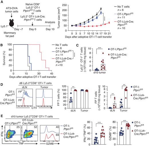 Figure 3. PTP1B deletion in CD8+ T cells enhances antitumor immunity. Naïve (CD44loCD62Lhi) Ly5.2+CD8+OT-I+ T cells from OT-I;Ptpn1fl/fl and OT-I;Lck-Cre;Ptpn1fl/fl mice were adoptively transferred into Ly5.1 mice bearing established (40–50 mm2) AT3-OVA mammary tumors, and tumor growth (A), survival (B), and Ly5.2+CD8+ OT-I T-cell infiltrates (C; day 10 after adoptive transfer) were determined. D, CTV-labeled naïve Ly5.2+CD8+OT-I+ T cells from OT-I;Ptpn1fl/fl or OT-I;Lck-Cre;Ptpn1fl/fl mice were adoptively transferred into Ly5.1 mice bearing established (40–50 mm2) AT3-OVA mammary tumors and fast proliferating (FP) T cells monitored in the draining lymph nodes (dLN) and tumors. E, Tumor-infiltrating T cells from C were stimulated with phorbol 12-myristate 13-acetate/ionomycin in the presence of Golgi Stop/Plug and stained for intracellular IFNγ and TNF. Intracellular GZMB was detected in unstimulated tumor-infiltrating CD8+ T cells. For tumor growth in A, significance was determined using a two-way ANOVA test. For tumor T-cell infiltrates in C and D and for intracellular IFNγ, TNF, and GZMB levels in E, significance was determined using a two-tailed Mann–Whitney U test. In B, significance was determined using the log-rank (Mantel–Cox) test. **, P < 0.01; ***, P < 0.001; ****, P < 0.0001.