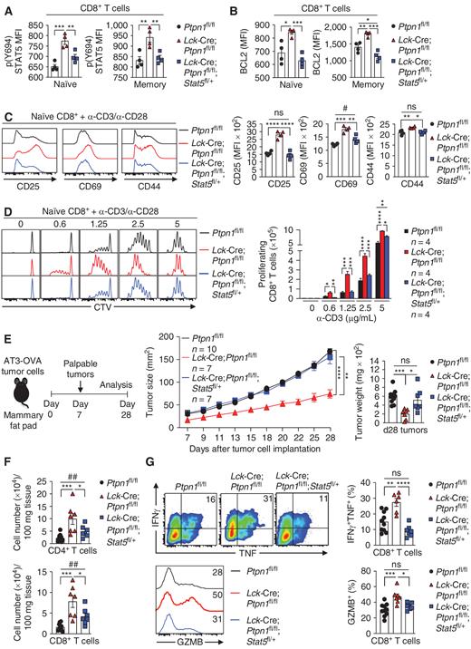 Figure 5. PTP1B deficiency promotes STAT5-dependent T-cell activation and antitumor immunity. Basal intracellular p-STAT5 (A) and BCL2 (B) levels were assessed in naïve (CD44lo) and memory (CD44hi) lymph node CD8+ T cells from Ptpn1fl/fl, Lck-Cre;Ptpn1fl/fl, and Lck-Cre;Ptpn1fl/flStat5fl/+ mice. MFI, mean fluorescence intensity. C, Naïve CD8+ (CD44loCD62Lhi) T cells were stimulated with plate-bound α-CD3 (2.5 μg/mL) plus α-CD28 (1.25 μg/mL) for 48 hours, and cell-surface CD25, CD44, and CD69 levels (MFIs) were determined. D, CTV-labeled naïve CD8+ T cells were stimulated with the indicated concentrations of plate-bound α-CD3 plus α-CD28 (1.25 μg/mL) for 72 hours, and T-cell proliferation (CTV dilution) was assessed by flow cytometry. E and F, AT3-OVA tumor cells were implanted orthotopically into the fourth inguinal mammary fat pads of Ptpn1fl/fl, Lck-Cre;Ptpn1fl/fl, or Lck-Cre;Ptpn1fl/fl;Stat5fl/+ mice (E), and tumor growth, final tumor weights, and the number of tumor-infiltrating CD4+ and CD8+ T cells (F) were determined. G, Intratumoral CD8+ T cells were stimulated with phorbol 12-myristate 13-acetate/ionomycin in the presence of Golgi Stop/Plug and stained for intracellular IFNγ and TNF. Intracellular GZMB was assessed in unstimulated intratumoral CD8+ T cells. Representative results (means ± SEM) from at least two independent experiments are shown. In A–D, F, and G, significance was determined using a one-way ANOVA test; in E, significance for tumor sizes was determined using a two-way ANOVA test and for tumor weights using a one-way ANOVA test; and for immune cell infiltrates and activation markers in C and F, significance was determined using a two-tailed Mann–Whitney U test (#, P > 0.05; ##, P > 0.01). *, P < 0.05; **, P < 0.01; ***, P < 0.001; ****, P < 0.0001. ns, not significant.
